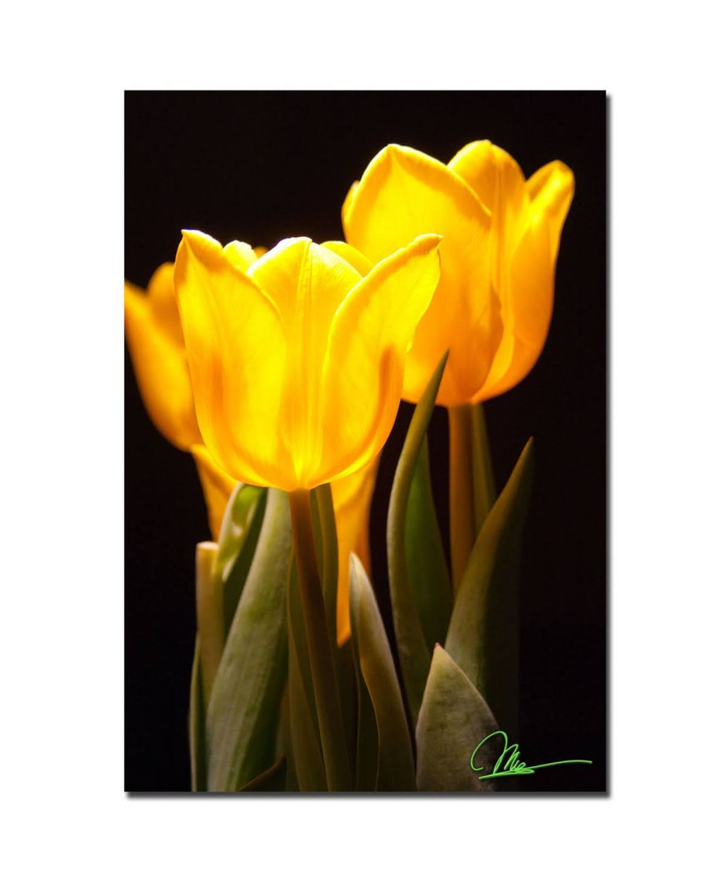 Yellow Tulips Canvas Art X72725