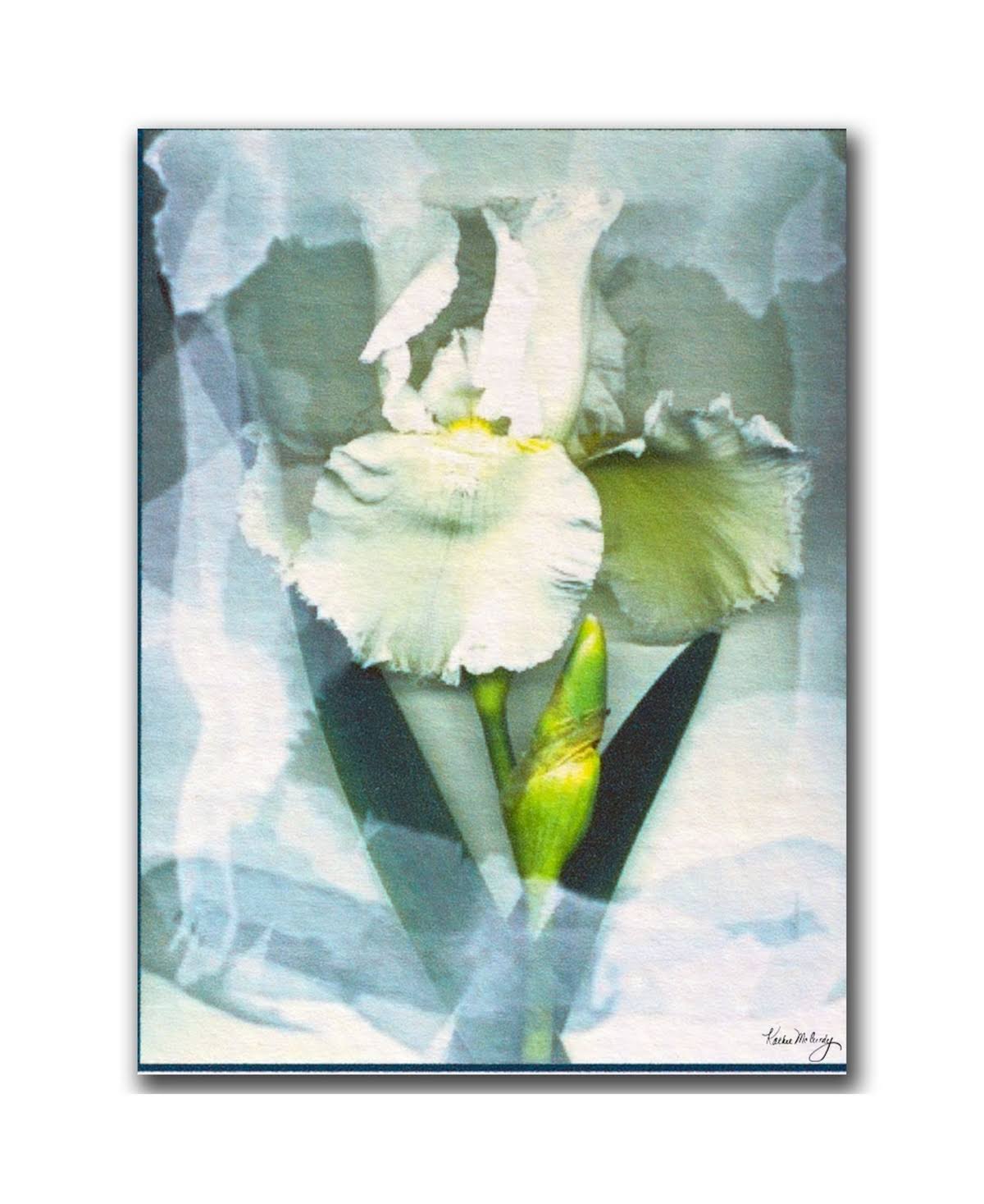 Sheer White Iris Canvas Art R1884