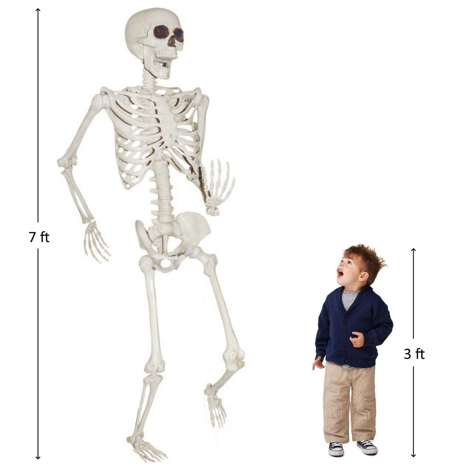 84 inch Titan Skeleton I5826