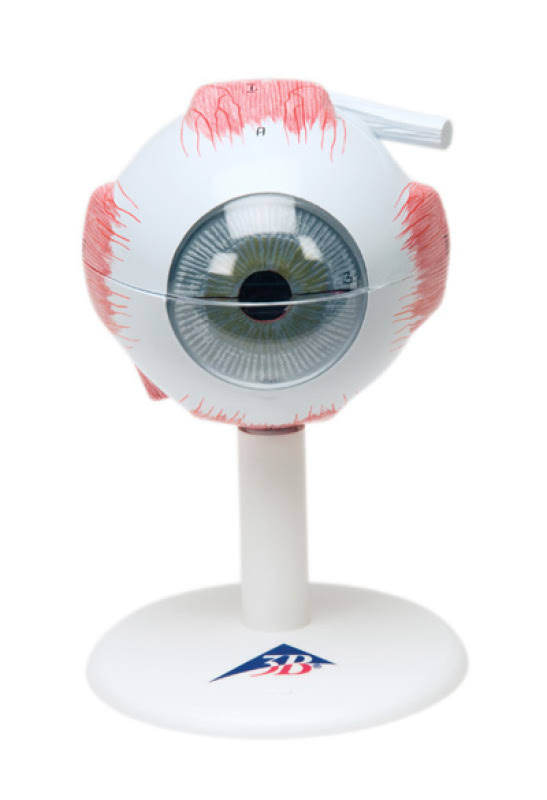 Anatomical Model Eye 6-Part, 3X Size L518201