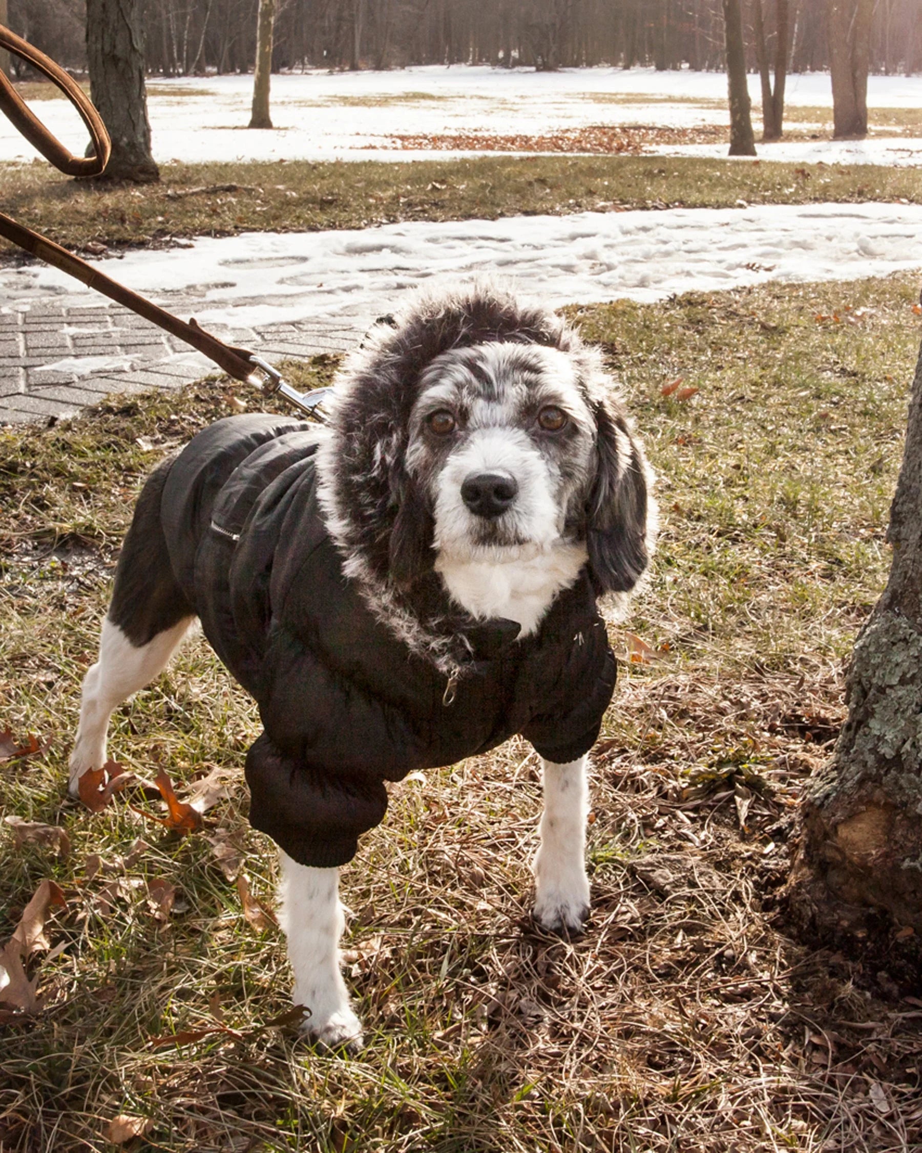 3M Insulated Dog Coat Parka with Removable Hood A9514